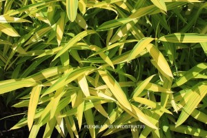 Pleioblastus viridistriatus - foliage